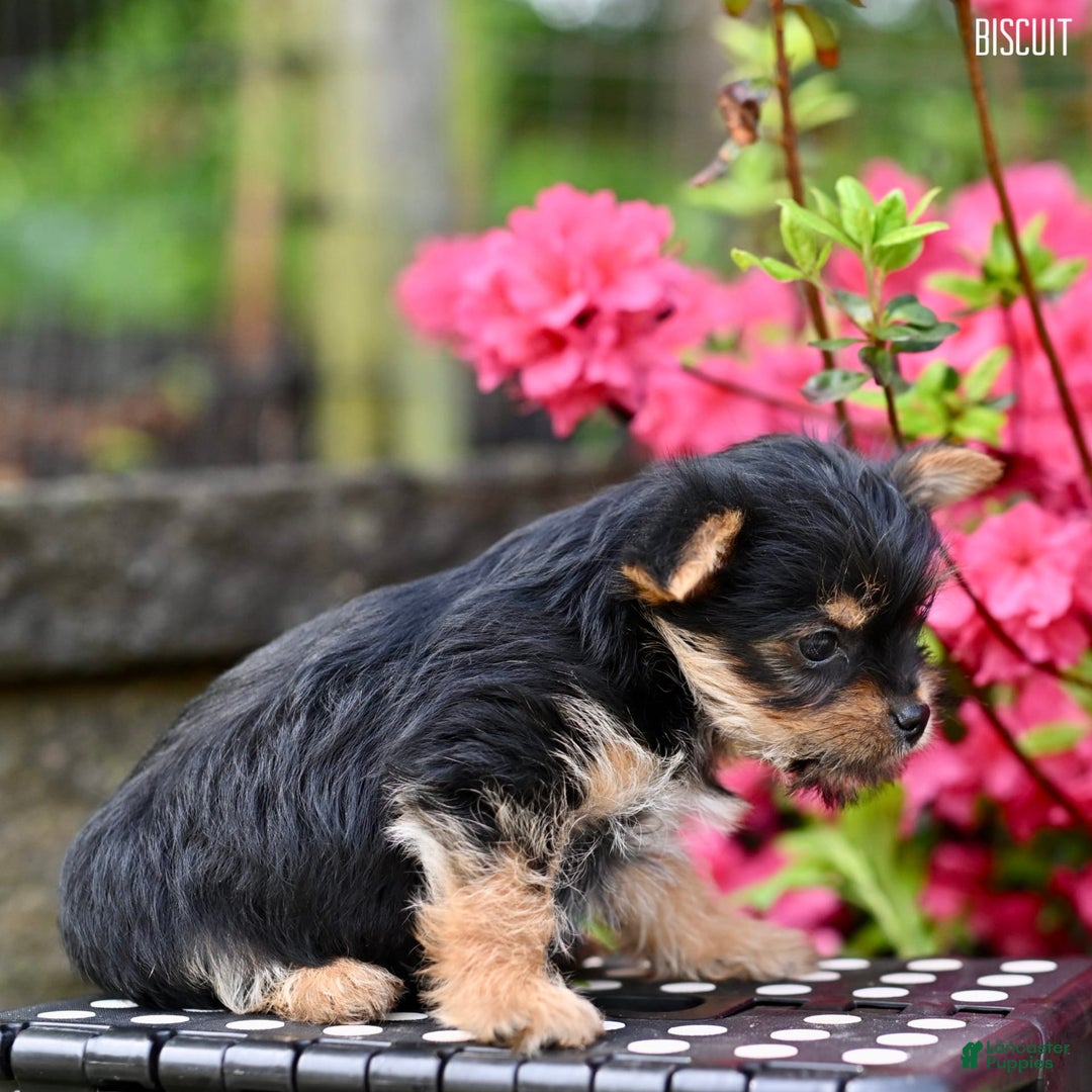 Morkie dogs for sale: Biscuit - Image 5