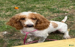 Standard Poodle dogs for sale: Cooper - Image 5