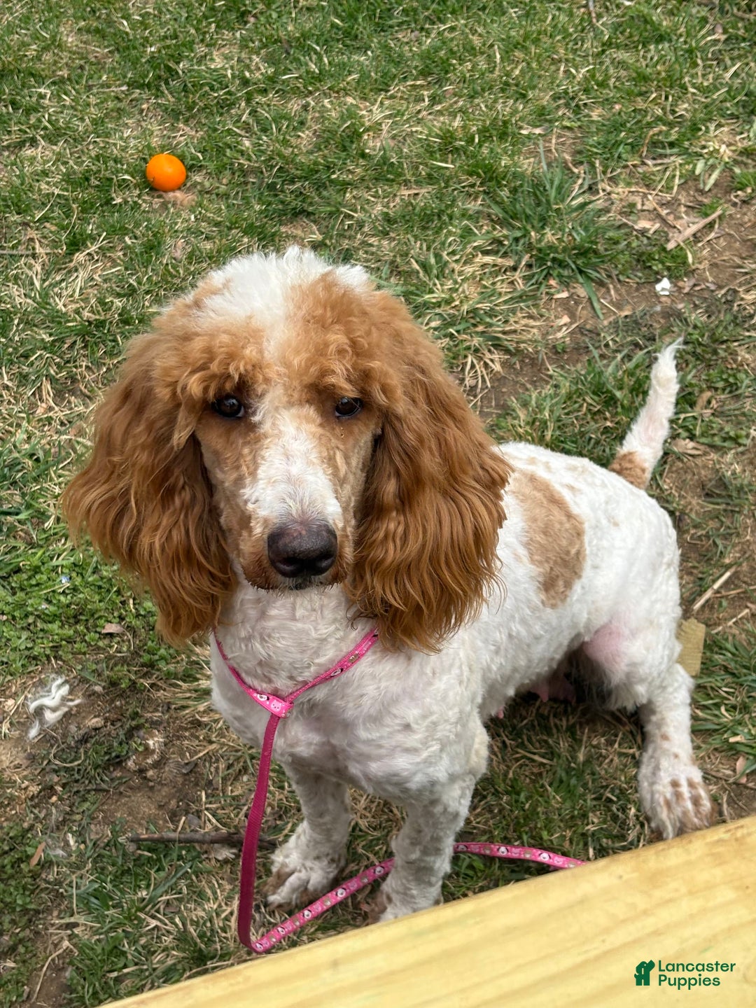 Standard Poodle dogs for sale: Cooper - Image 5