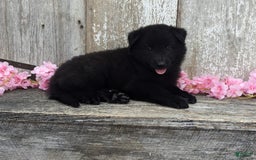 categoriesInfo:categoryAttributeOptions.pets.dogs.breed.belgianGroenendael dogs for sale: Abby - Image 4