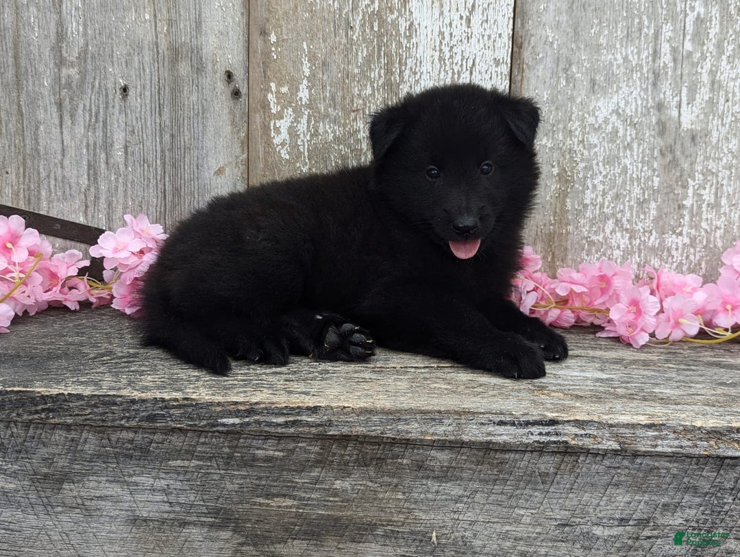 categoriesInfo:categoryAttributeOptions.pets.dogs.breed.belgianGroenendael dogs for sale: Abby - Image 4