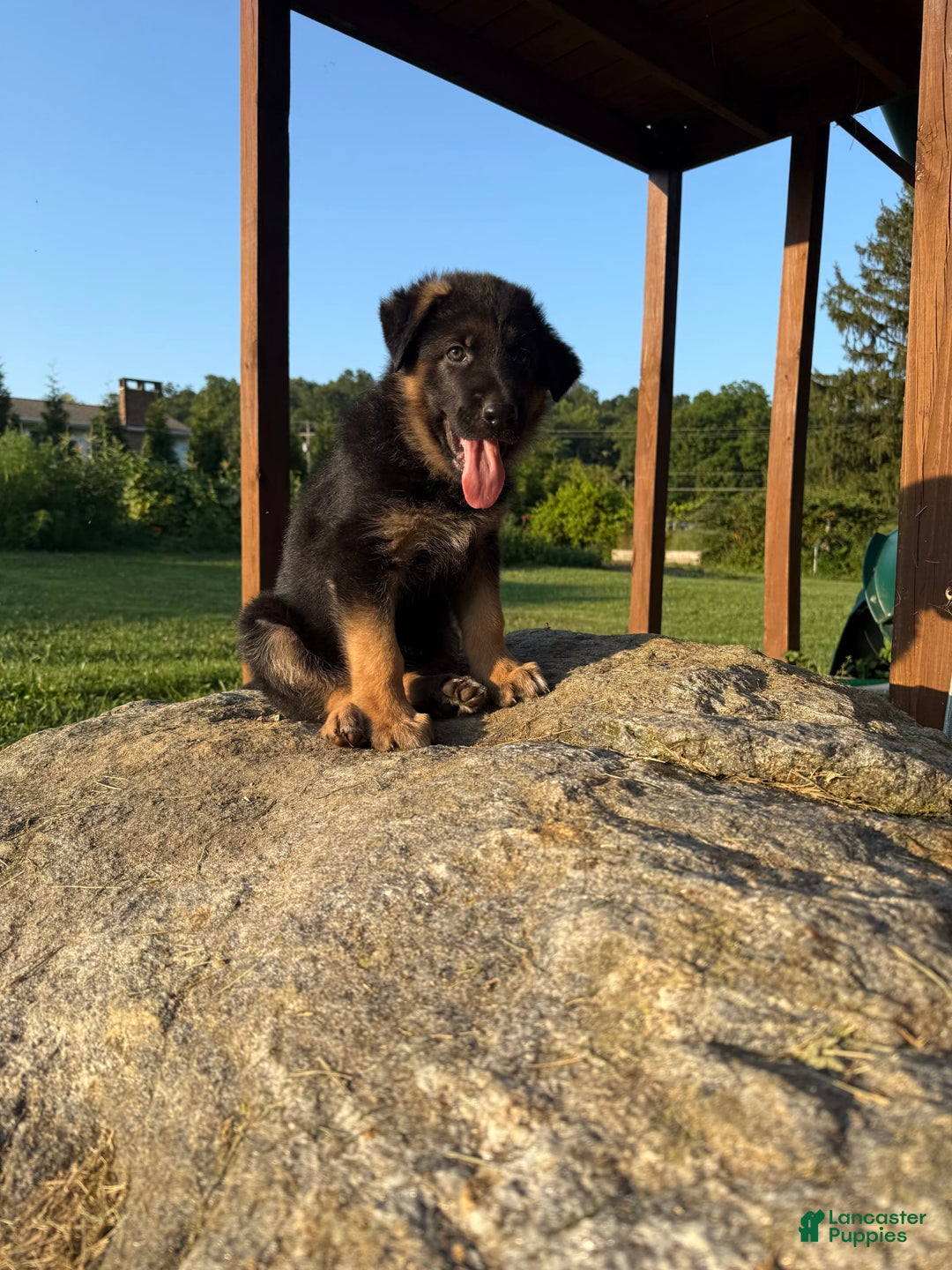 German Shepherd dogs for sale: German Shepherd 6 puppies - Image 1