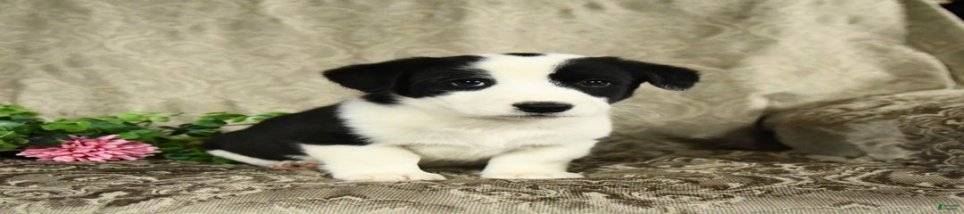 Finn