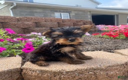 Yorkshire Terrier dogs for sale: Rebel - Image 1