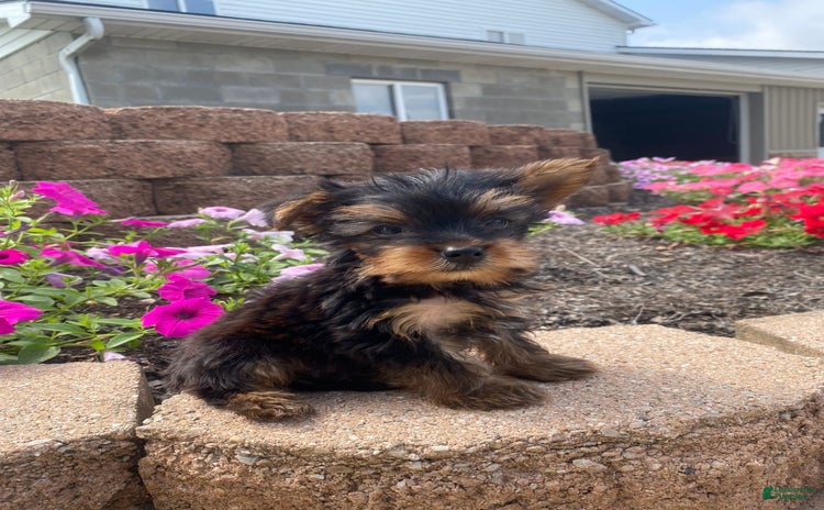Yorkshire Terrier dogs for sale - Ad 4