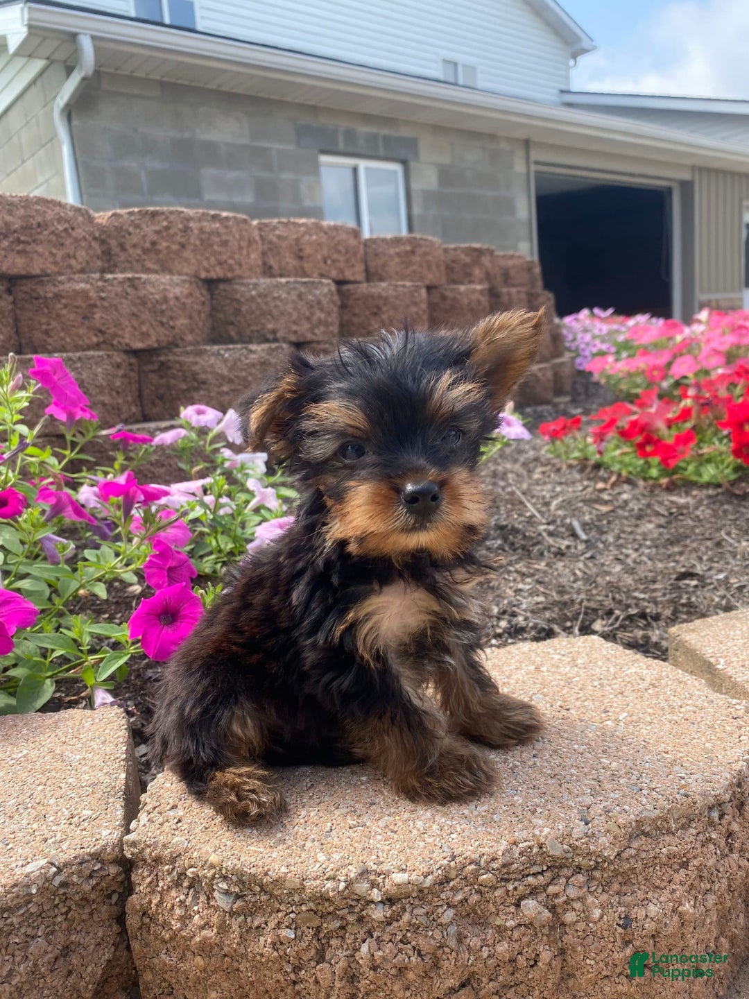 Yorkshire Terrier dogs for sale: Rebel - Image 1