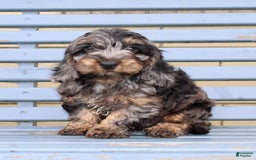 Cockapoo dogs for sale: Oliver - Image 5