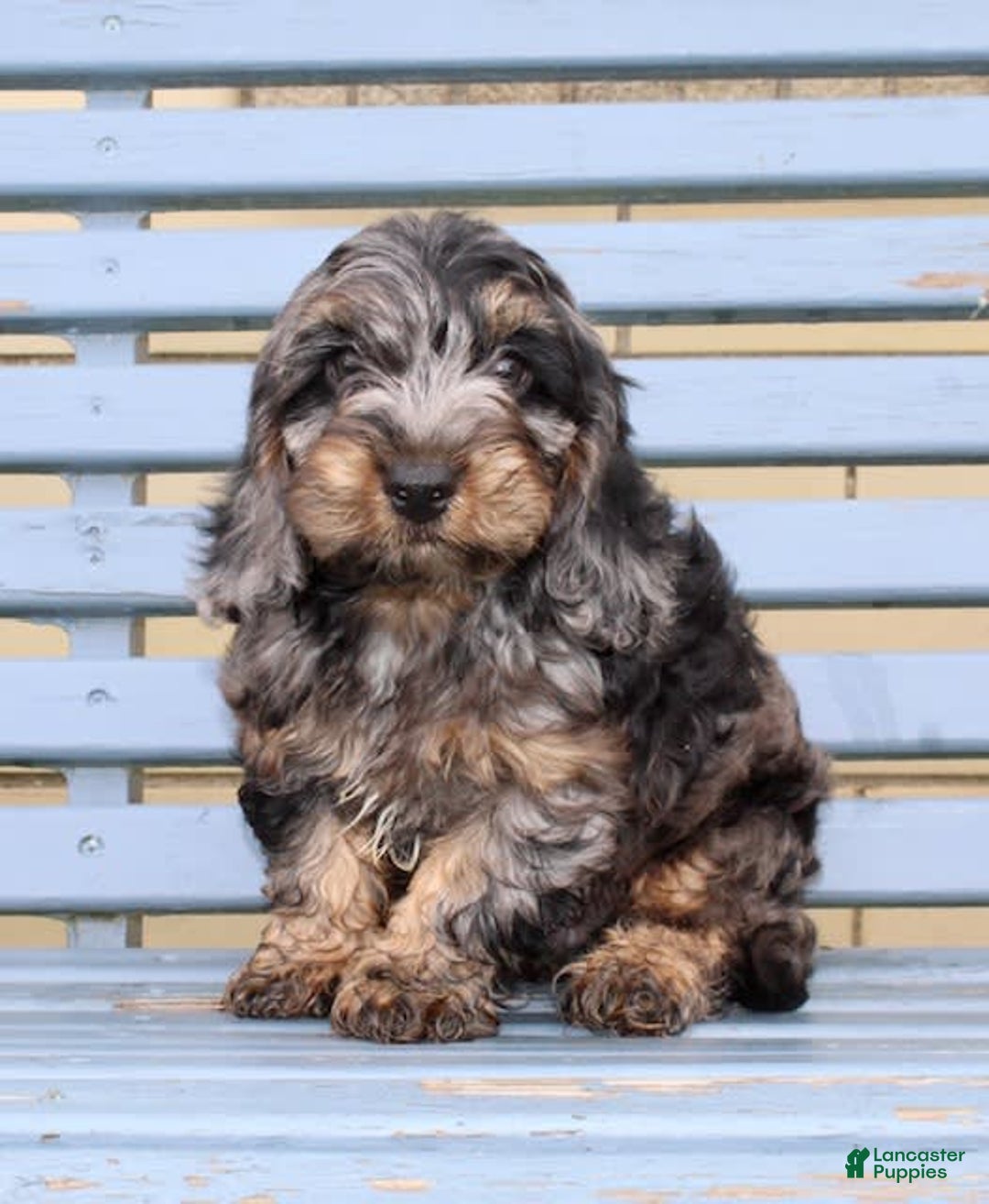 Cockapoo dogs for sale: Oliver - Image 5