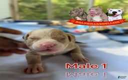 American Bully dogs for sale: American Bully Tri Xl - Image 4
