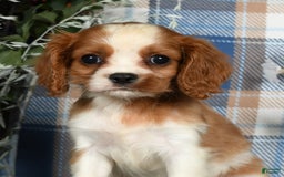 Cavalier King Charles Spaniel dogs for sale: Anna - Image 2