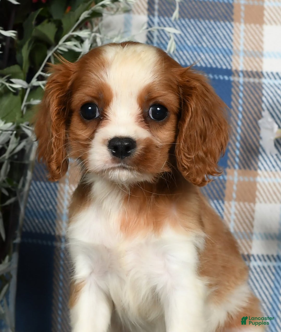 Cavalier King Charles Spaniel dogs for sale: Anna - Image 2