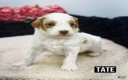 Mini Goldendoodle dogs for sale: Micro Tate - Image 2