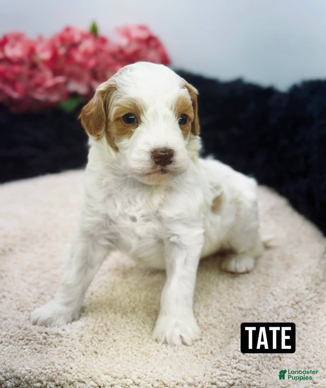 Mini Goldendoodle dogs for sale: Micro Tate - Image 2