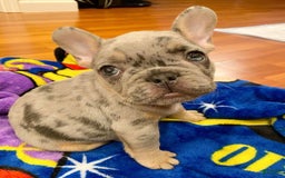 French Bulldog dogs for sale: Anni - Image 10