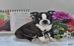 Boston Terrier dogs for sale: Harley - Image 2