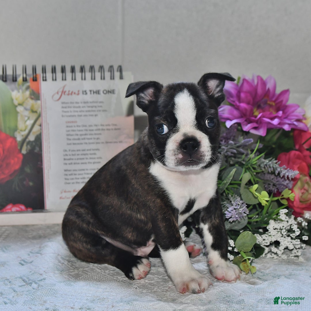 Boston Terrier dogs for sale: Harley - Image 2