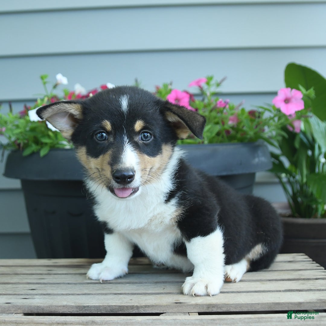 Welsh Corgi Pembroke dogs for sale: Collin - Listing for pets: Caddy, Cabo, Cash, Carmen, Collin, Candy - Image 3