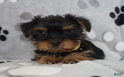 Yorkshire Terrier dogs for sale: Alyssa - Image 9