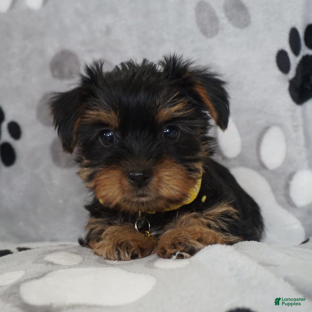 Yorkshire Terrier dogs for sale: Alyssa - Image 9
