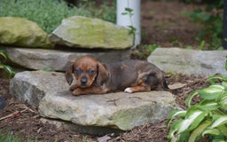 Dachshund dogs for sale: Wrenna - Image 8