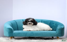 Miniature Poodle dogs for sale: Bentley - Image 3
