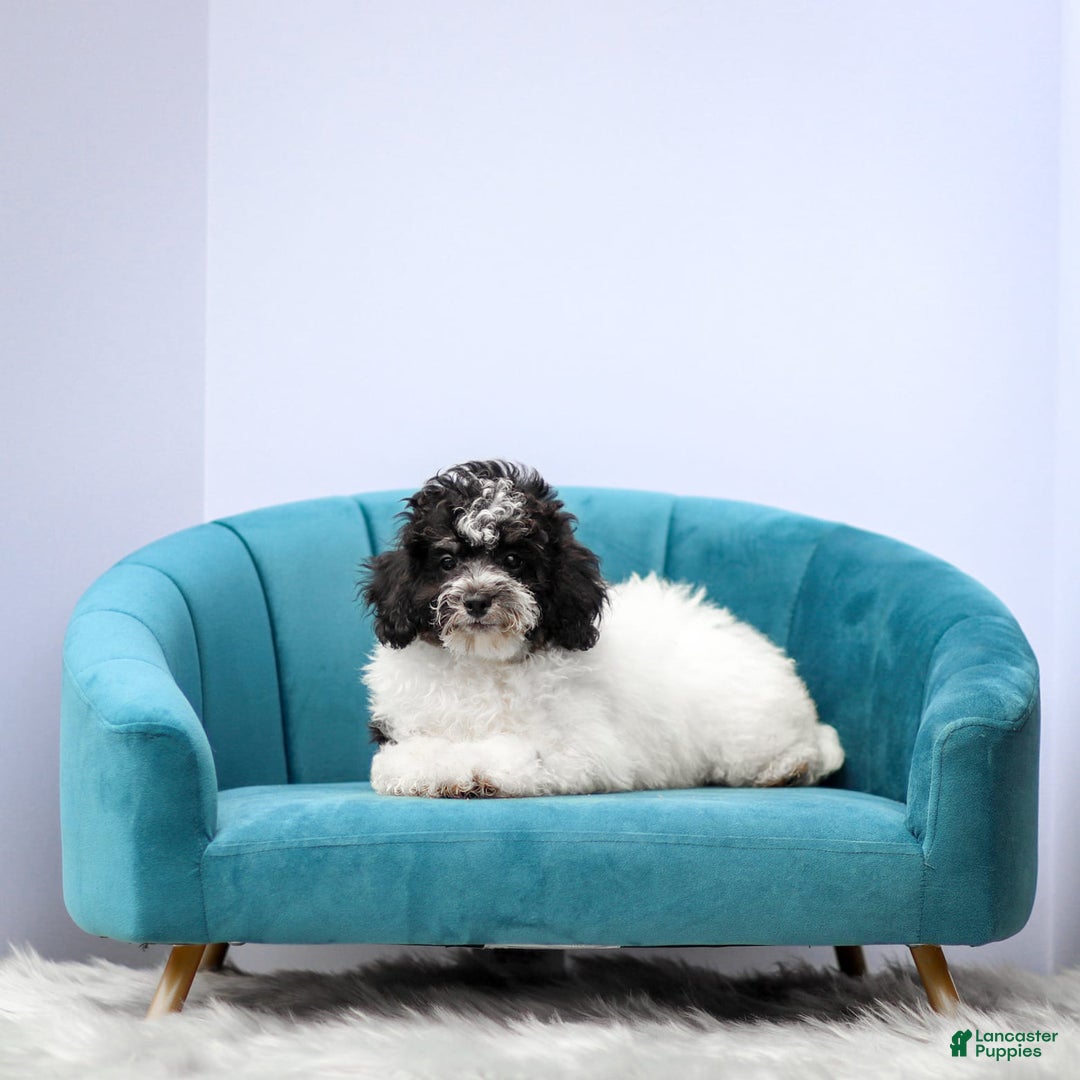Miniature Poodle dogs for sale: Bentley - Image 3
