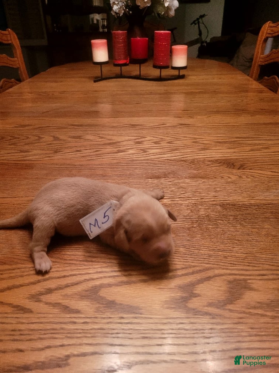 Labrador Retriever dogs for sale: RED FOX MALE - Image 1