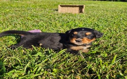Bernese Mountain Dog dogs for sale: Gunner - Image 2