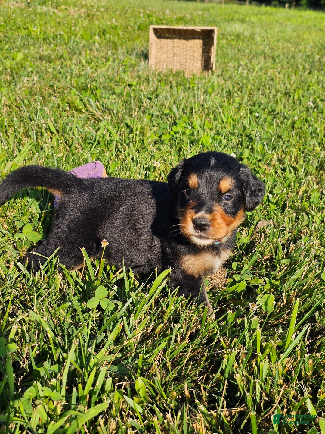Bernese Mountain Dog dogs for sale: Gunner - Image 2
