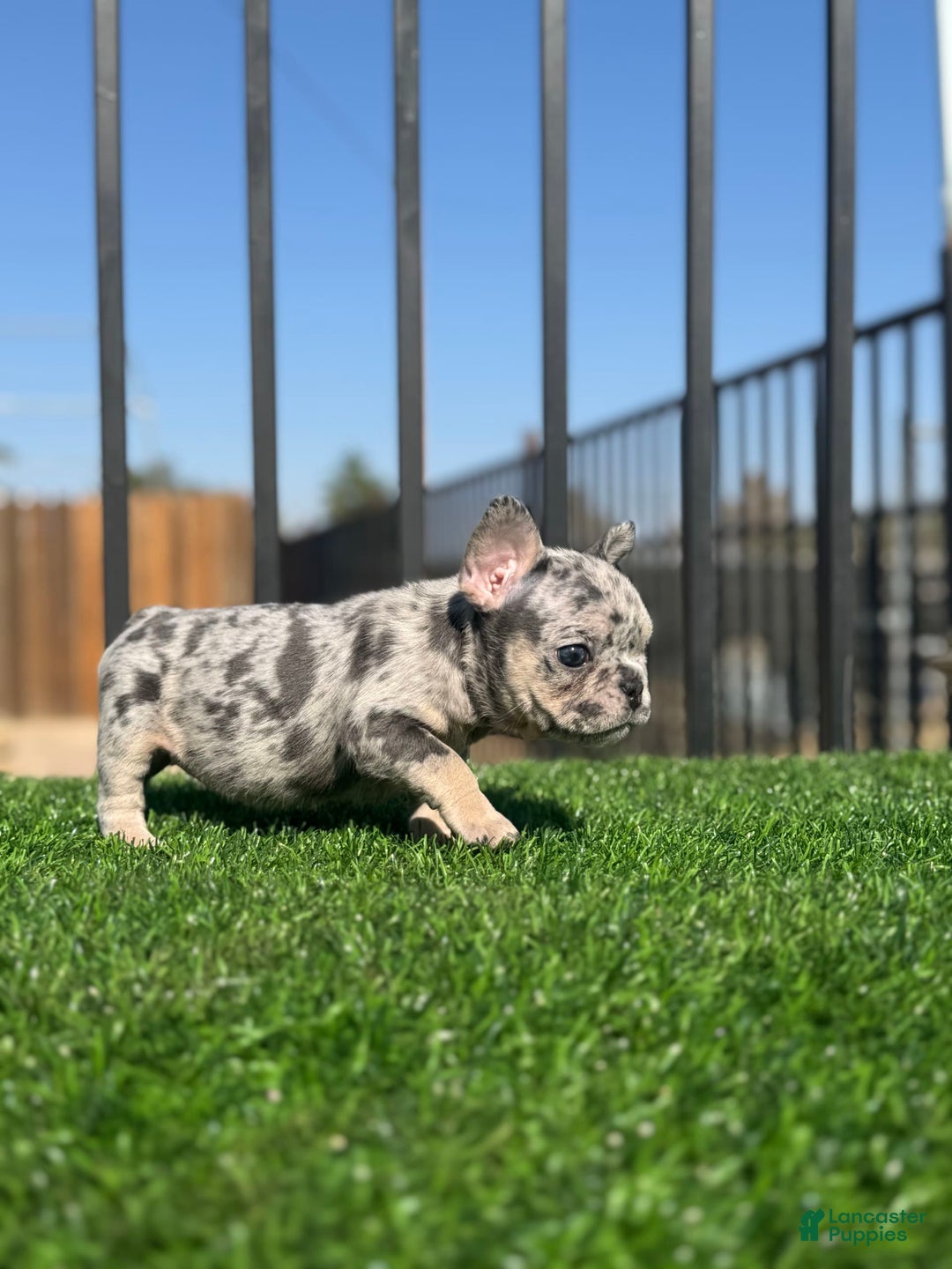 French Bulldog dogs for sale: Riri - Image 4