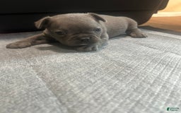 French Bulldog dogs for sale: Stitch - Image 4