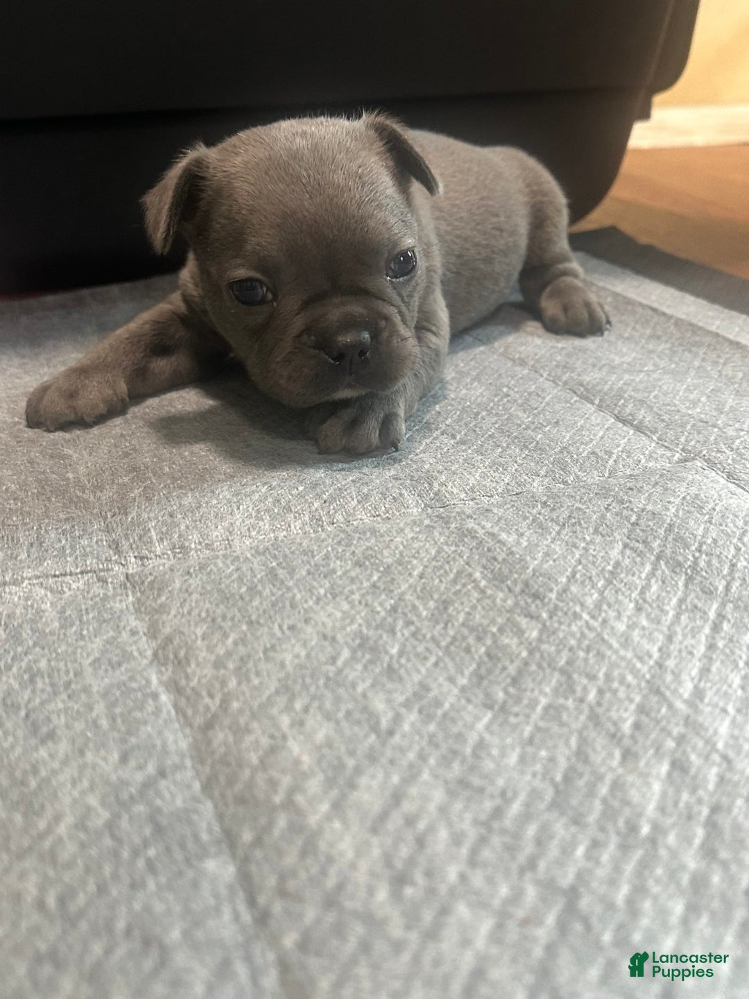 French Bulldog dogs for sale: Stitch - Image 4