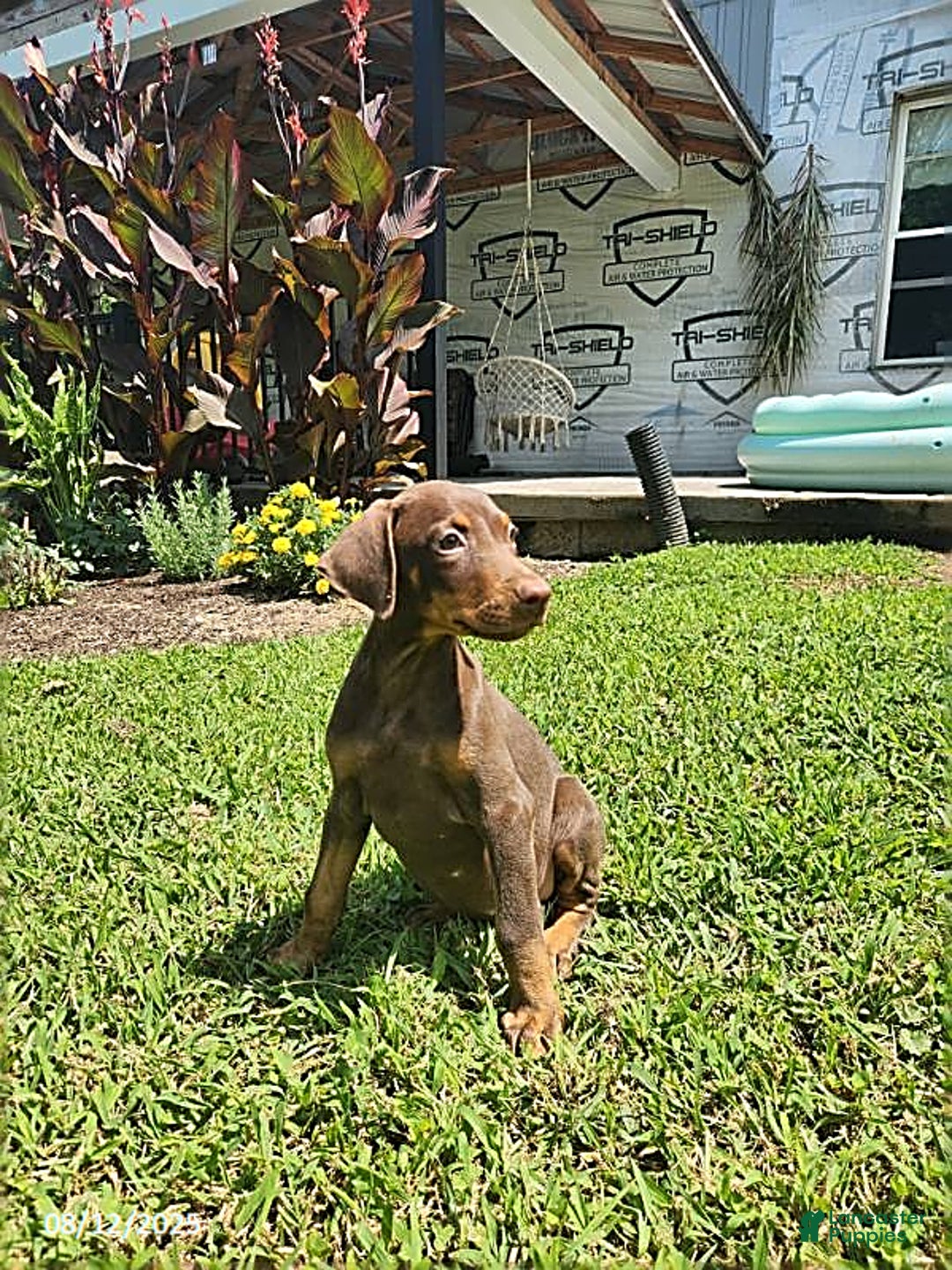 Doberman Pinscher dogs for sale: Daisy - Image 1