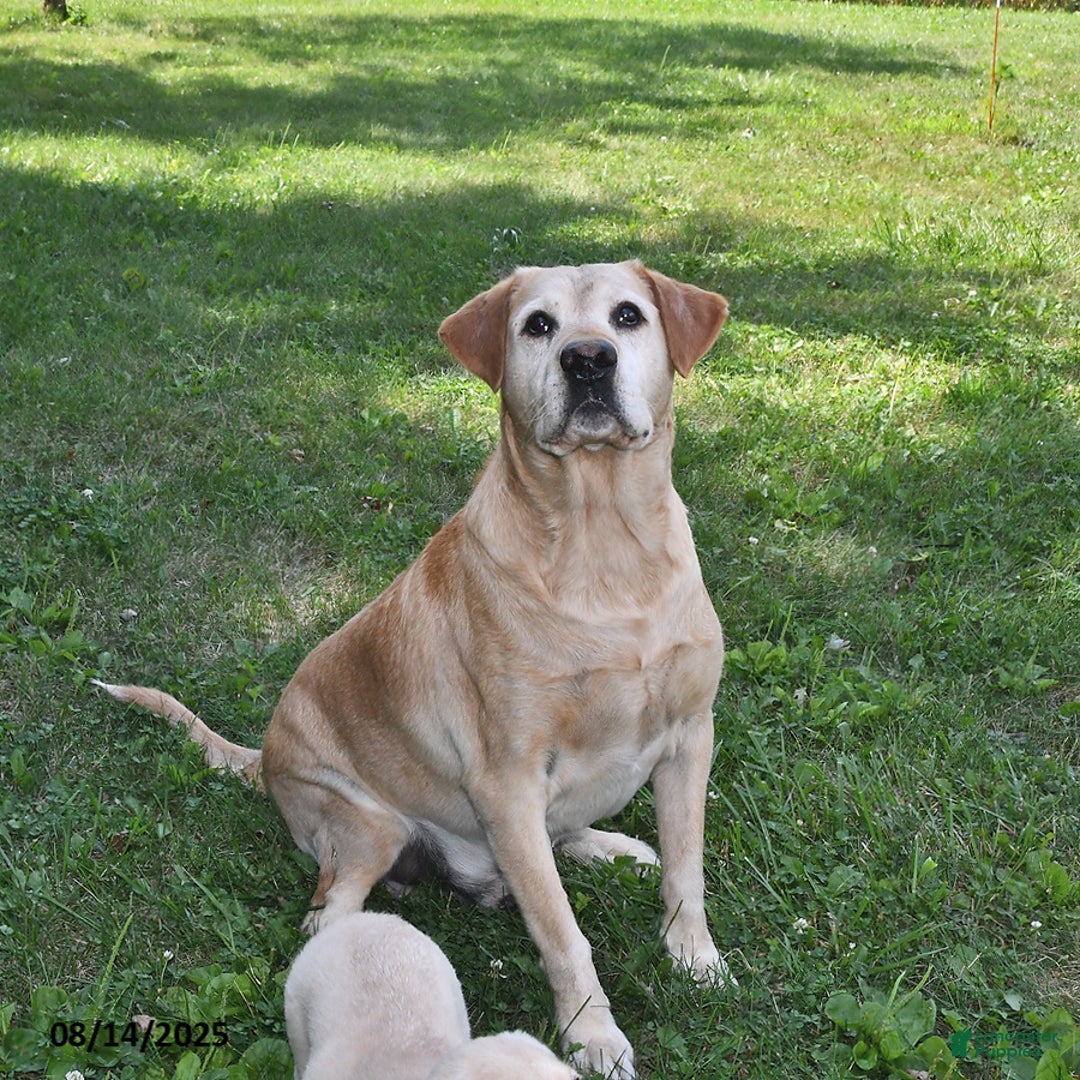 Labrador Retriever dogs for sale: Summer Rose - Image 7