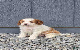 Cavapoo dogs for sale: Ellie - Image 10