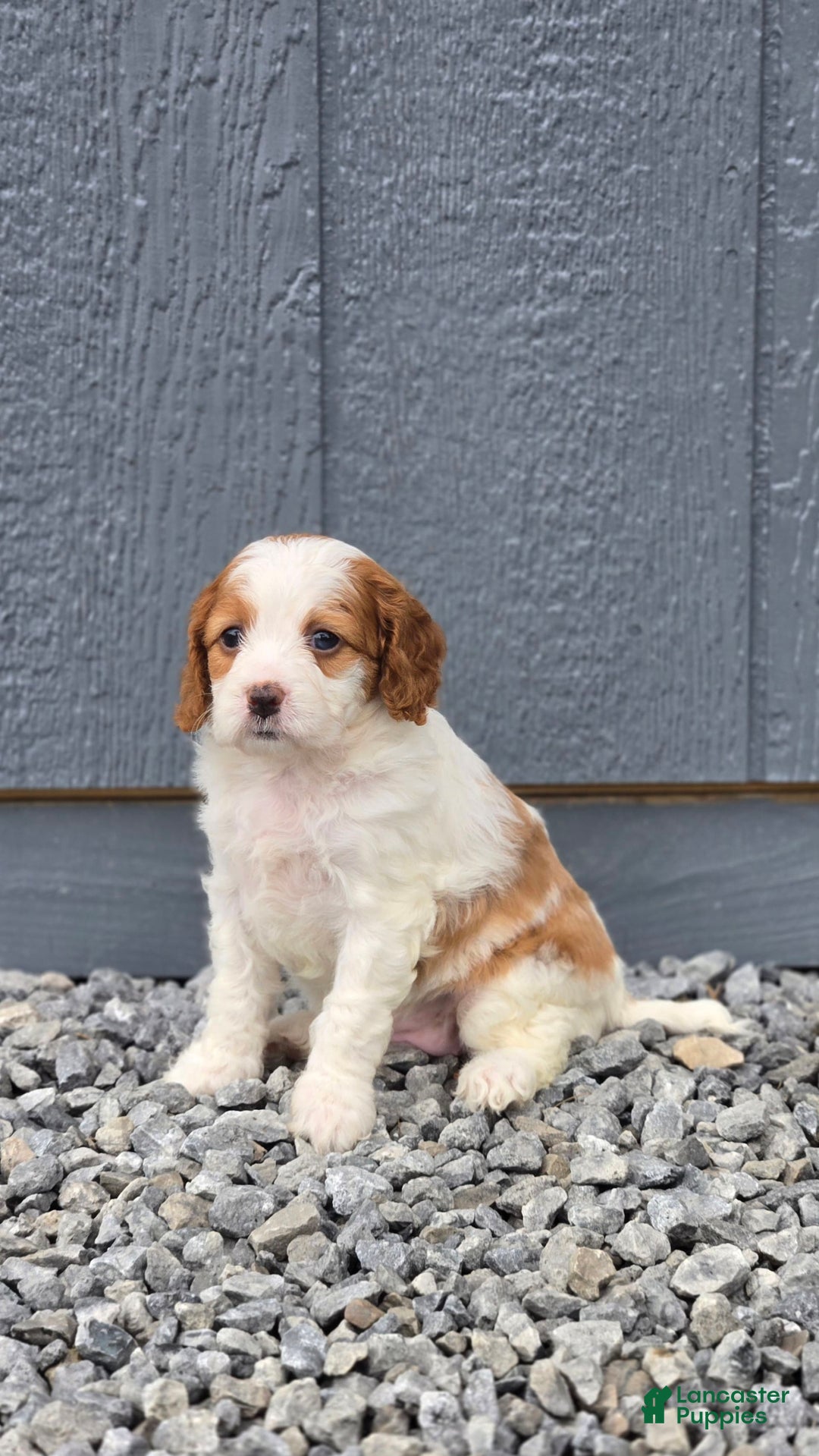 Cavapoo dogs for sale: Ellie - Image 10