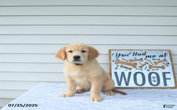 Golden Retriever dogs for sale: Clem - Image 8
