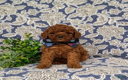 Miniature Poodle dogs for sale: Doyle - Image 11