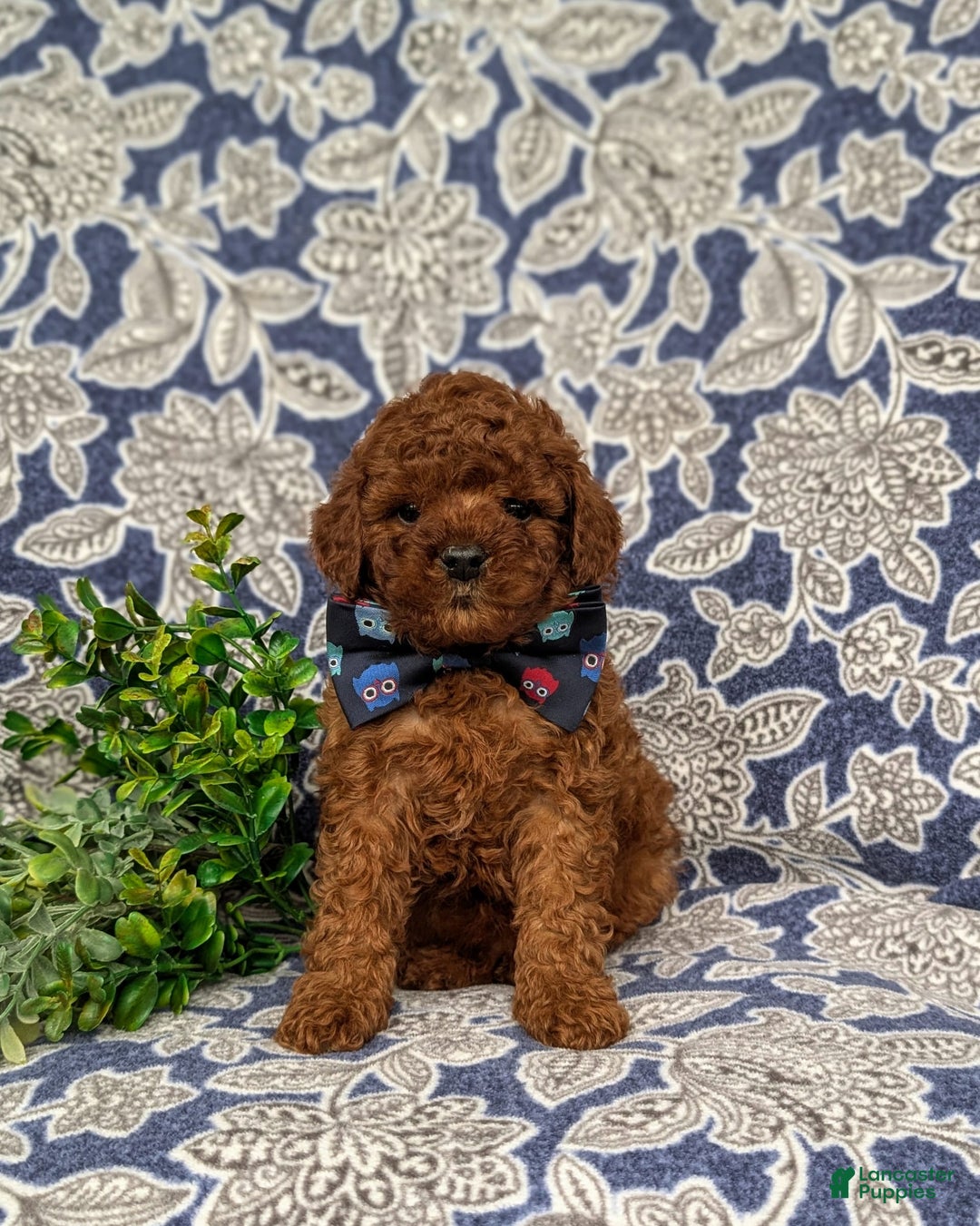 Miniature Poodle dogs for sale: Doyle - Image 11