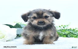 Shorkie dogs for sale: Lamar - Image 2