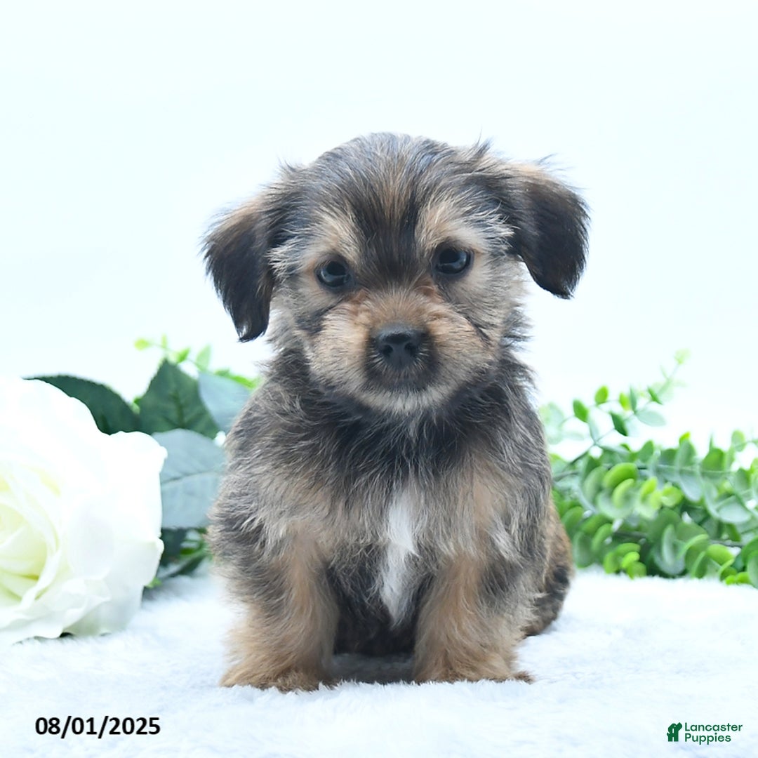 Shorkie dogs for sale: Lamar - Image 2