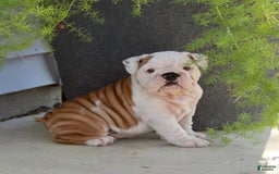 English Bulldog dogs for sale: Whitney - Image 7
