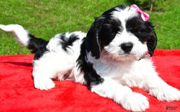 Cavapoo dogs for sale: Cavapoo 4 puppies - Image 4