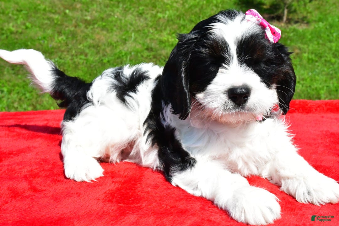 Cavapoo dogs for sale: Cavapoo 4 puppies - Image 4