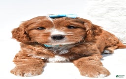 Mini Goldendoodle dogs for sale: Rubble - Image 7