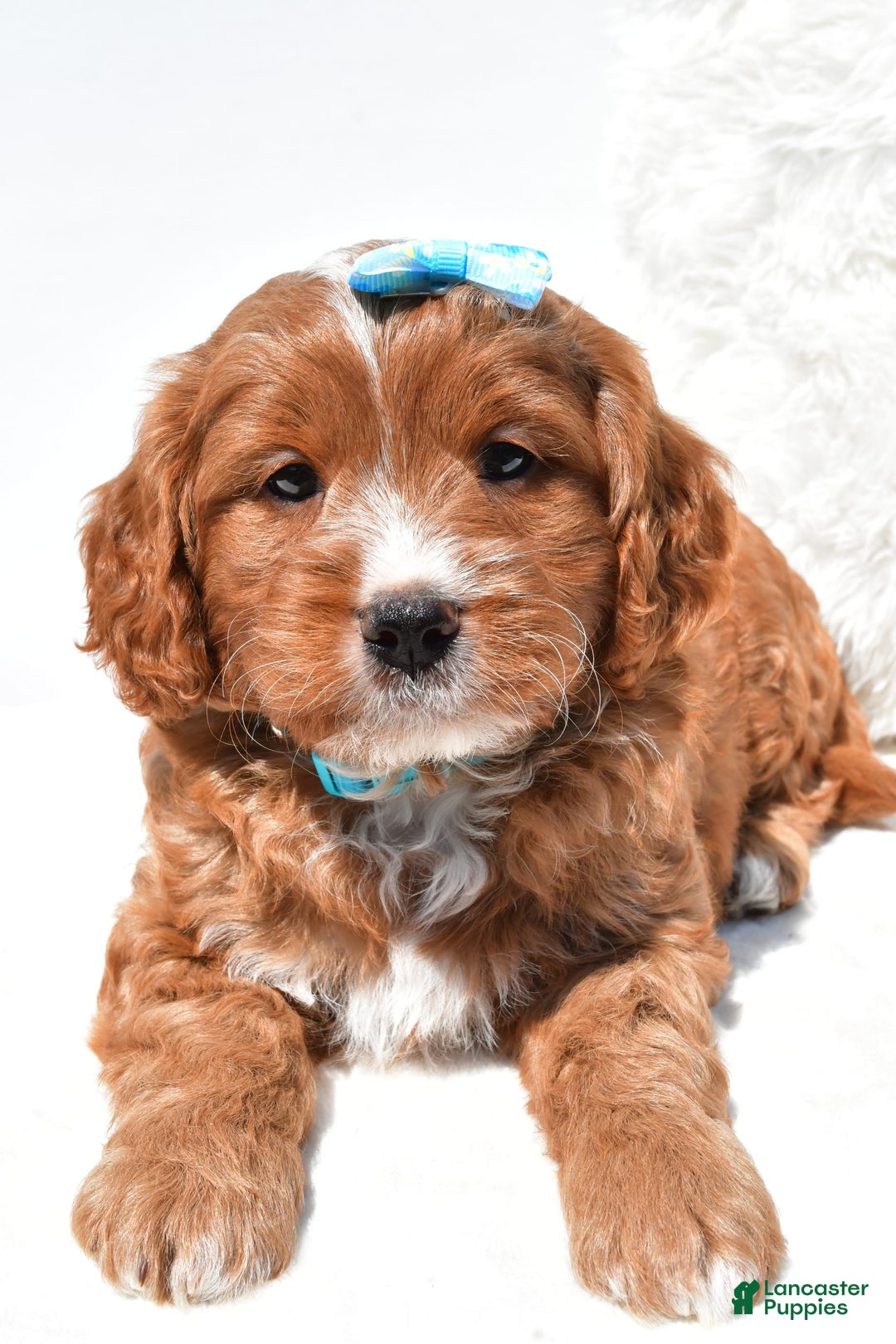 Mini Goldendoodle dogs for sale: Rubble - Image 7