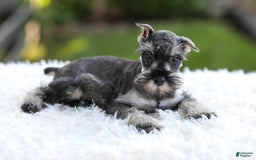 Miniature Schnauzer dogs for sale: Asher - Image 9