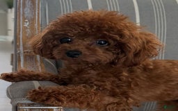Toy Poodle dogs for sale: Dulce - Image 6