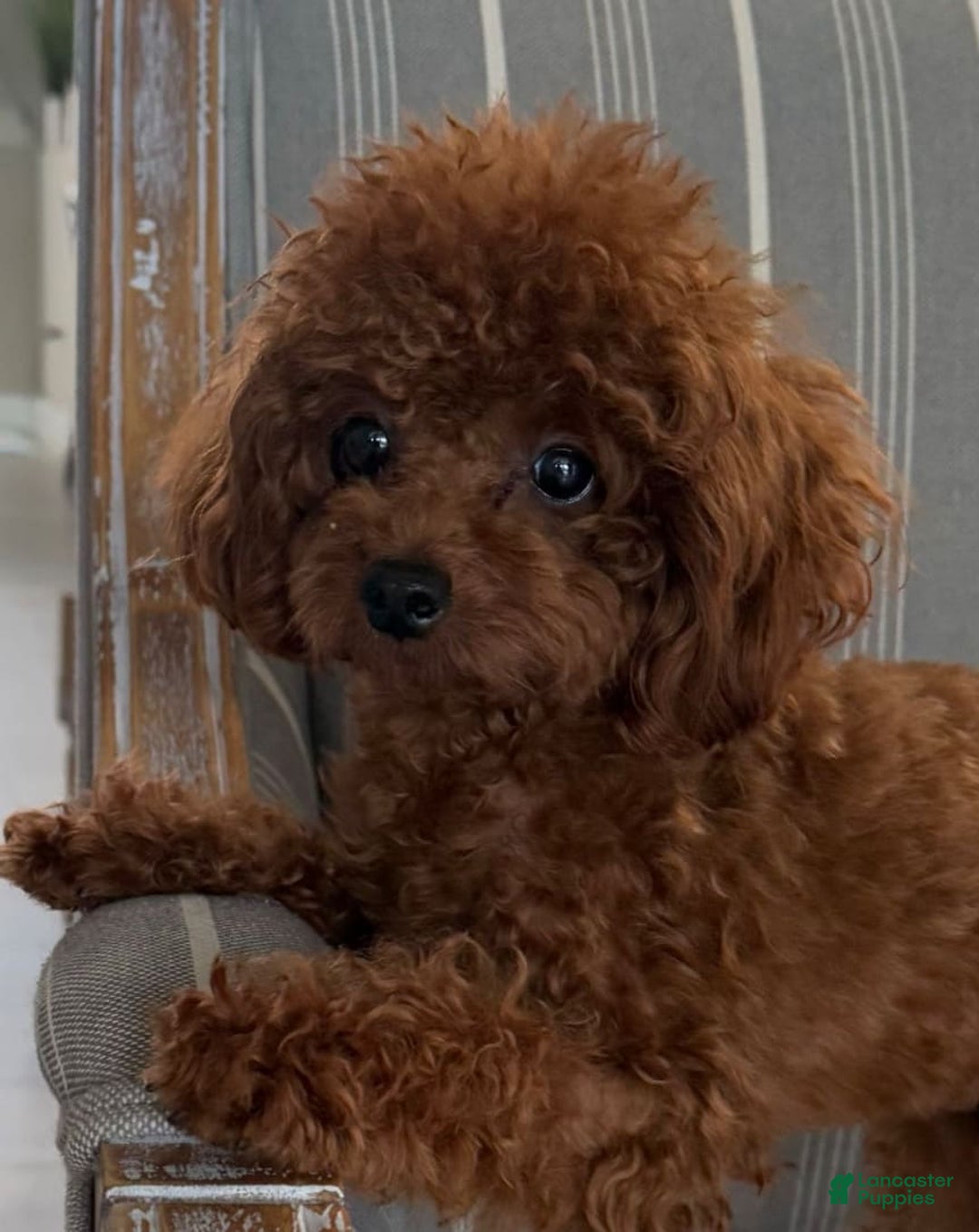 Toy Poodle dogs for sale: Dulce - Image 6