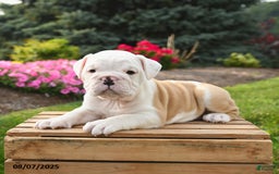 English Bulldog dogs for sale: Caesar - Image 5